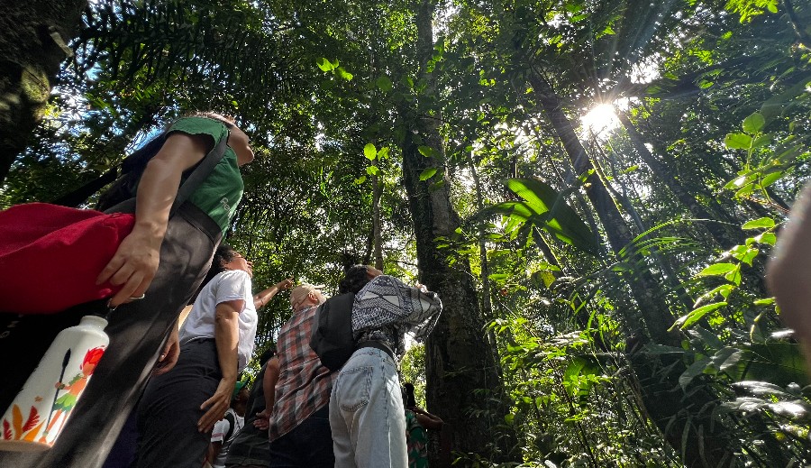 Como caiu o desmatamento na Amazônia se noticiário mostra fogo na região? A ciência explica.