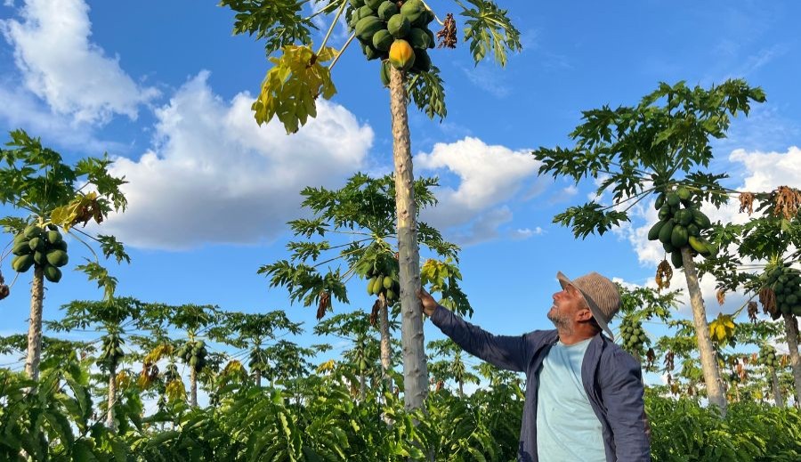 Quando a chuva falta, o sol vira aliado de agricultores em Roraima