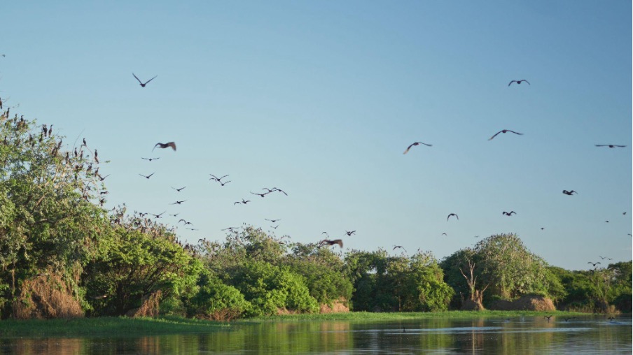 Aves sobrevoam o Lago do Cuniã