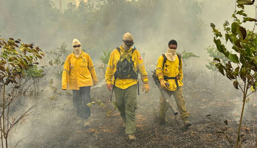 A proteção às florestas e a lucidez necessária nos (des)caminhos que trilhamos até aqui